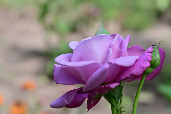 Közel Gyönyörű Rózsa Virág — Stock Fotó