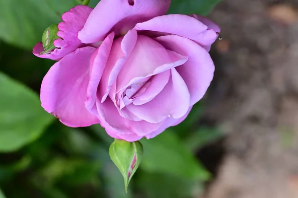 Κοντινό Πλάνο Του Όμορφου Τριαντάφυλλου — Φωτογραφία Αρχείου