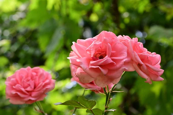 Close Beautiful Roses Flowers — Stock Photo, Image