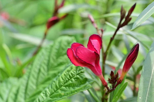 stock image close up of beautiful   flowers