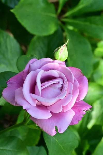Güzel Gül Çiçeğine Yaklaş — Stok fotoğraf
