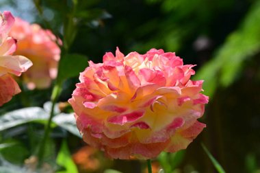 Güzel gül çiçekleri yakın