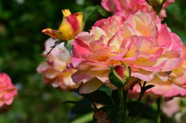 Güzel gül çiçekleri yakın