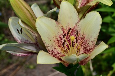 Güzel zambakların çiçeklerini kapat.