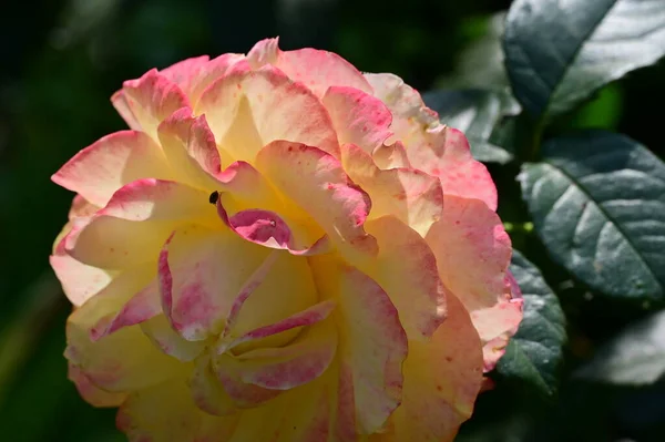 Zblízka Krásné Růžové Květy — Stock fotografie