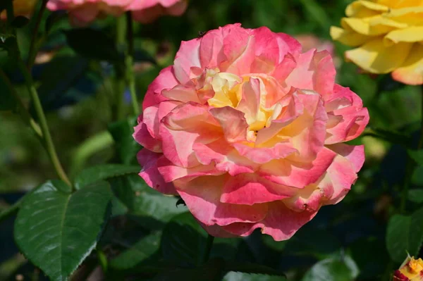 Zbliżenie Pięknych Róż Kwiatów — Zdjęcie stockowe