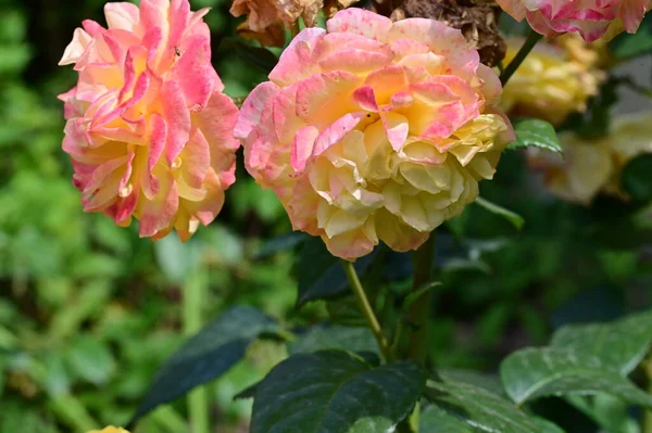 Zavři Překrásné Růže Květiny — Stock fotografie