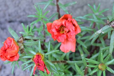 Bahçede güzel çiçekler yakın 