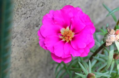 Bahçede güzel çiçek yakın 