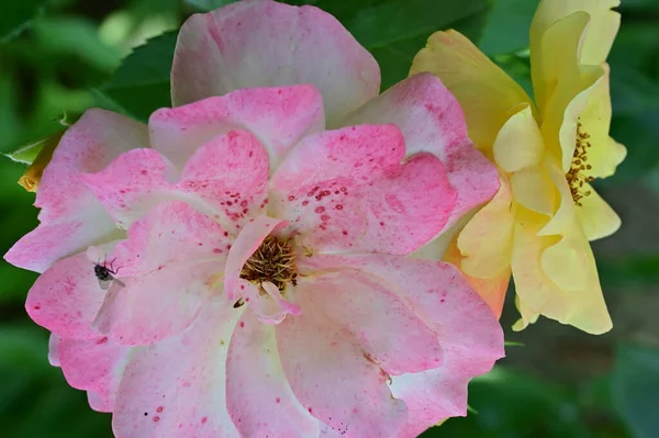 Primer Plano Hermosas Flores Rosas Jardín —  Fotos de Stock