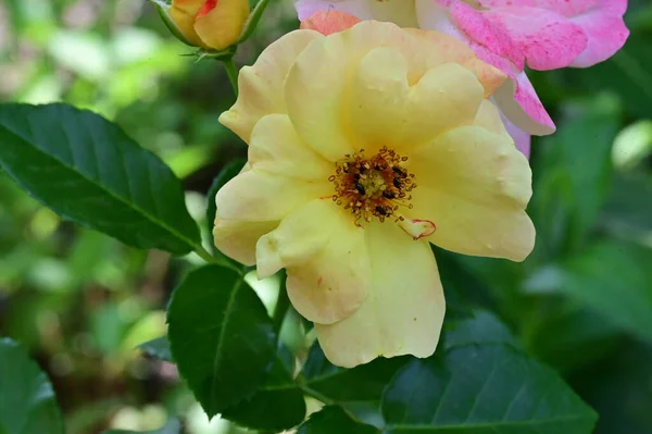 Nahaufnahme Schöner Rosenblüten Garten — Stockfoto