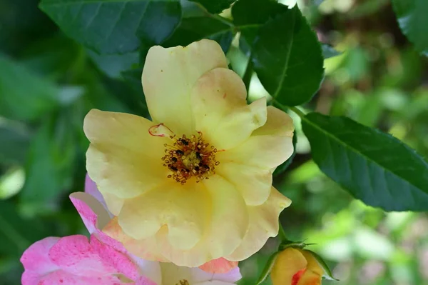 Zblízka Krásné Růže Květiny Zahradě — Stock fotografie