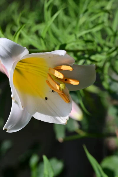 Κοντινό Πλάνο Του Όμορφου Λουλουδιού Κρίνου Στον Κήπο — Φωτογραφία Αρχείου