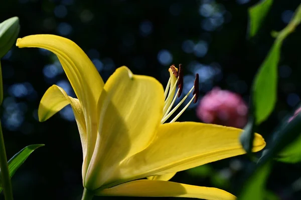 Nahaufnahme Der Schönen Lilienblüte Garten — Stockfoto