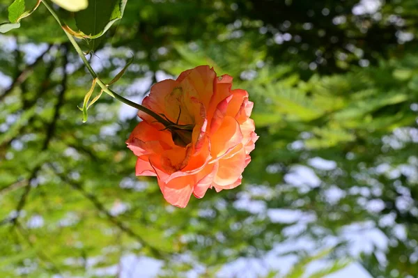庭の美しいバラの花のクローズアップ — ストック写真