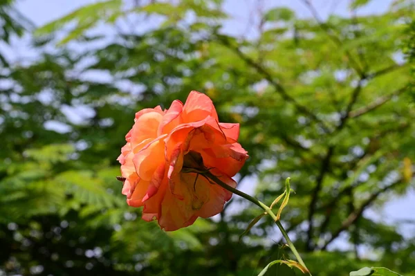 Κοντινό Επάνω Από Όμορφο Τριαντάφυλλο Λουλούδι Στον Κήπο — Φωτογραφία Αρχείου