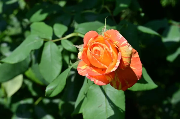 stock image close up of beautiful rose  flower in garden 