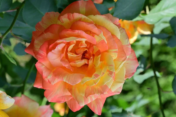 Закрыть Красивый Розовый Цветок Саду — стоковое фото