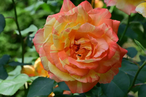 Close Beautiful Rose Flower Garden — Stock Photo, Image