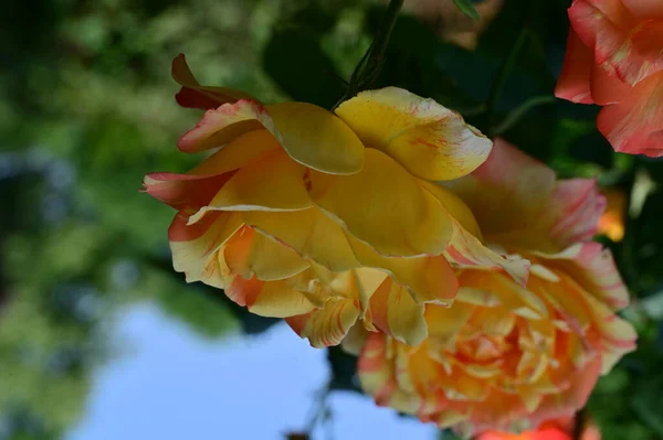 Zbliżenie Piękne Kwiaty Róży Ogrodzie — Zdjęcie stockowe