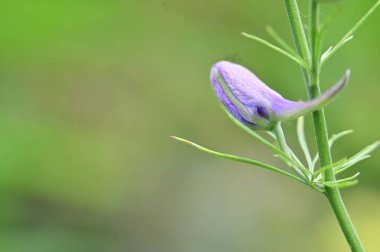 Yeşil bulanık arkaplanda açılmamış çiçek tomurcuğunun yakın plan görüntüsü