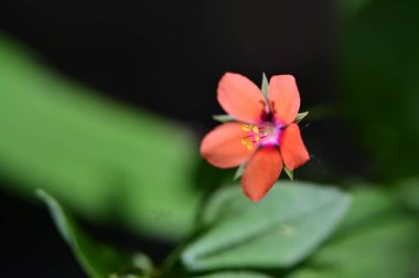 Bahçede güzel çiçek yakın 