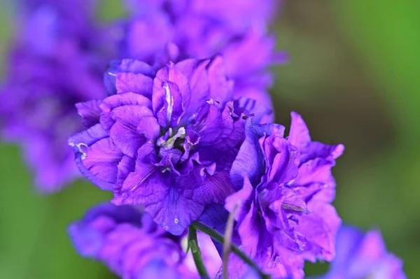 Крупним Планом Красива Квітка Саду — стокове фото