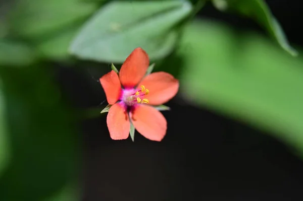 Nahaufnahme Einer Schönen Blume Garten — Stockfoto