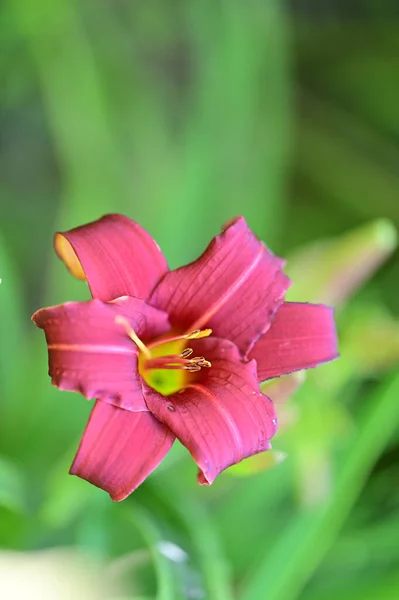 Közelről Gyönyörű Virág Kertben — Stock Fotó