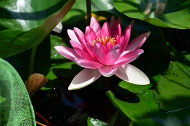 Güzel botanik fotoğrafı, doğal duvar kağıdı. Güzel su zambağı çiçeği