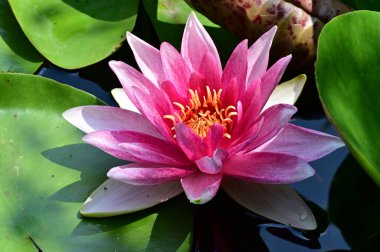 Güzel botanik fotoğrafı, doğal duvar kağıdı. Güzel su zambağı çiçeği