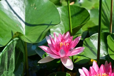 Güzel botanik fotoğrafı, doğal duvar kağıdı. Güzel su zambağı çiçeği
