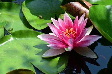Güzel botanik fotoğrafı, doğal duvar kağıdı. Güzel su zambağı çiçeği