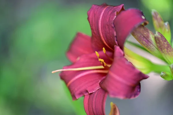 Закрыть Красивый Лиловый Цветок Саду — стоковое фото