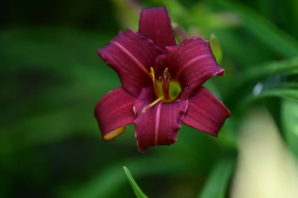 Κοντινό Πλάνο Του Όμορφου Λουλουδιού Κρίνου Στον Κήπο — Φωτογραφία Αρχείου