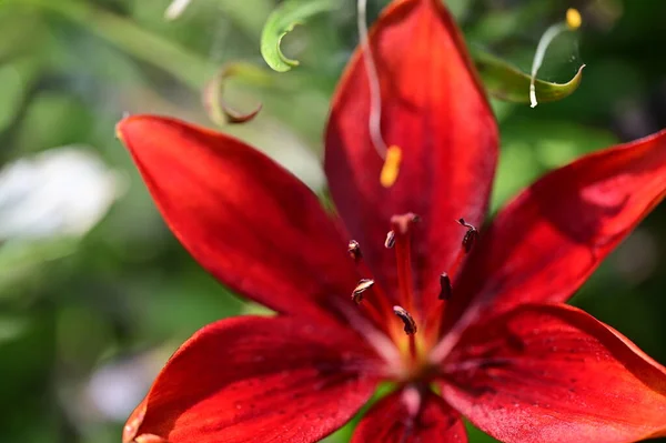 Zbliżenie Piękny Kwiat Lilii Ogrodzie — Zdjęcie stockowe
