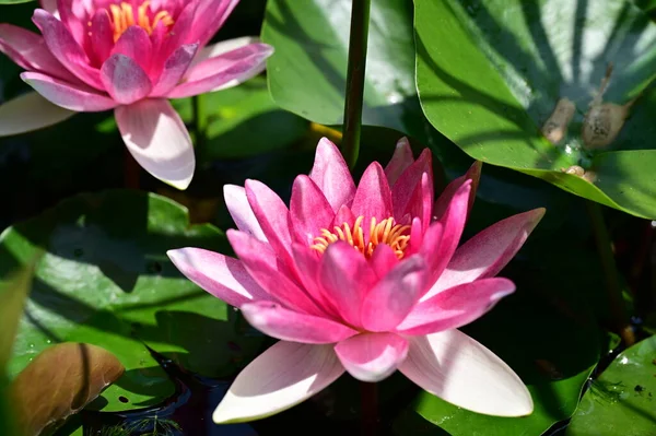 Schöne Blühende Lotusblumen Die Sommertag Teich Wachsen — Stockfoto