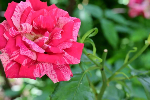 stock image close up of beautiful rose  flower in garden 