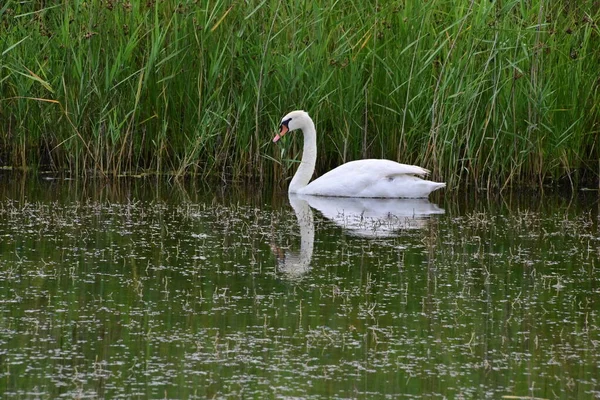 Cisne Branco Nadando Lago Dia Ensolarado — Fotografia de Stock