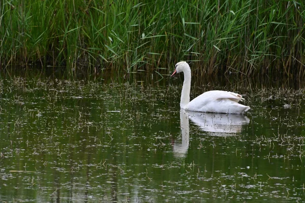 Белый Лебедь Плавает Озеру Солнечный День — стоковое фото