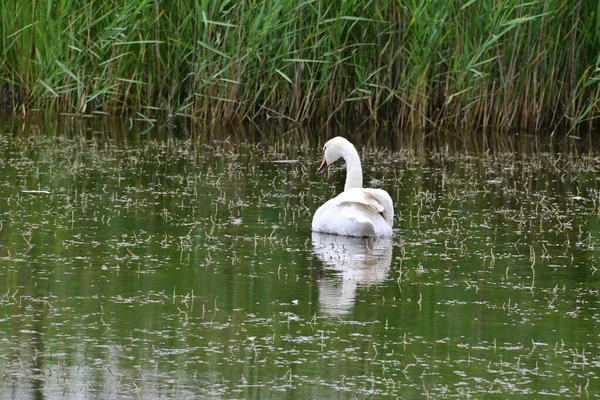 Белый Лебедь Плавает Озеру Солнечный День — стоковое фото