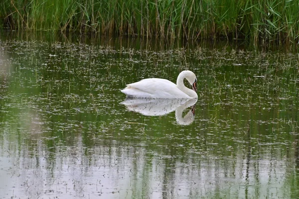 晴れた日には白い白鳥が湖を泳いでいます — ストック写真
