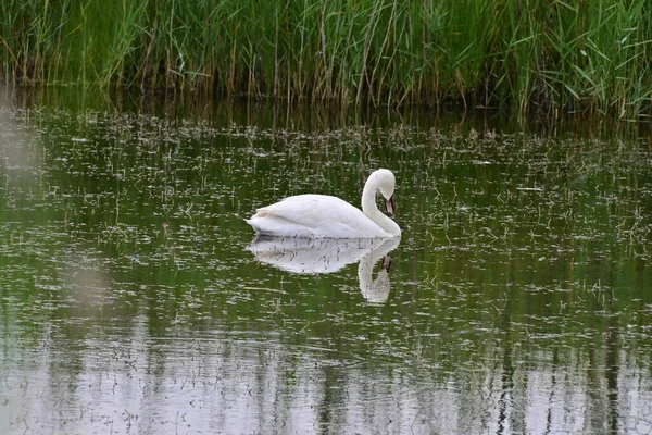 Stock image white swan swimming on the lake in a sunny day 