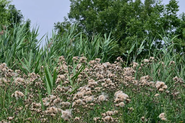 Cirsium Arvense Является Разновидностью Многолетних Растений Семейства Чертополоха Осенние Растения — стоковое фото
