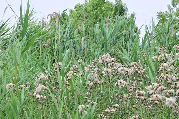 Cirsium Arvense Art Perenna Växter Tistel Familjen Aster Höstväxter Med — Stockfoto