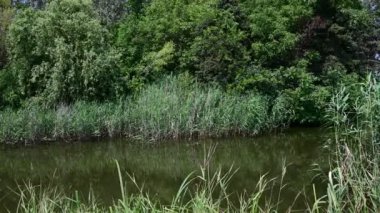 Yeşil doğa manzaralı göl manzarası