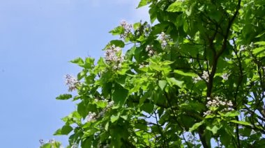 Ormanda açan ağaçlar