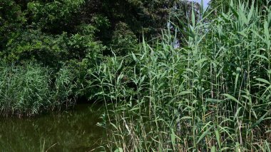 Ormanda bir nehir olan güzel bir yaz manzarası