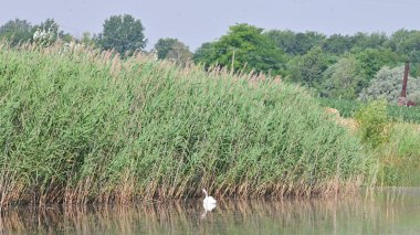 Güneşli bir günde gölde yüzen beyaz kuğu. 