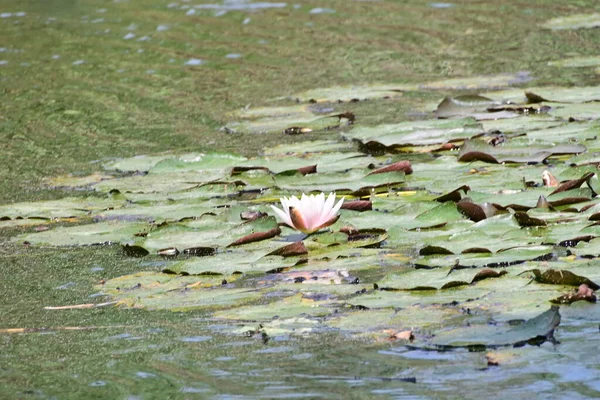 Красивий Ботанічний Знімок Природні Шпалери Красива Квітка Водяної Лілії — стокове фото